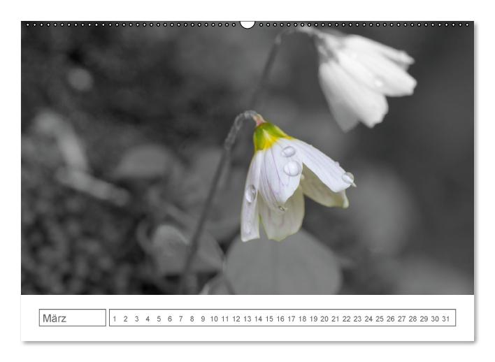 Blumige Licht-Blicke (Wandkalender immerwährend DIN A2 quer) (CALVENDO Wandkalender 2014)