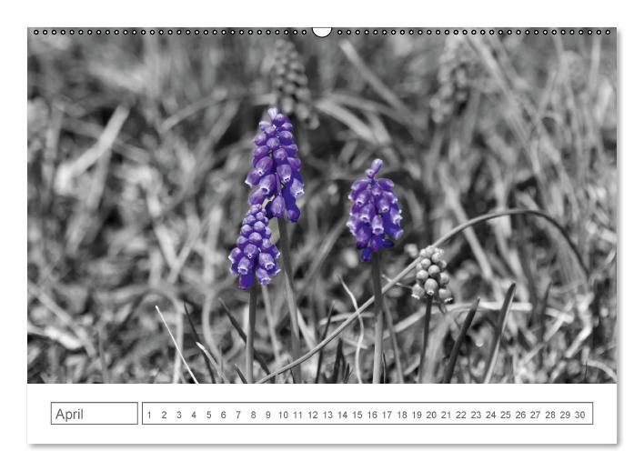 Blumige Licht-Blicke (Wandkalender immerwährend DIN A2 quer) (CALVENDO Wandkalender 2014)