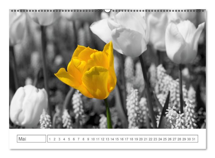 Blumige Licht-Blicke (Wandkalender immerwährend DIN A2 quer) (CALVENDO Wandkalender 2014)