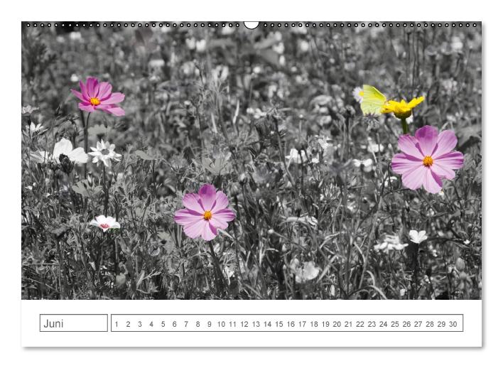 Blumige Licht-Blicke (Wandkalender immerwährend DIN A2 quer) (CALVENDO Wandkalender 2014)