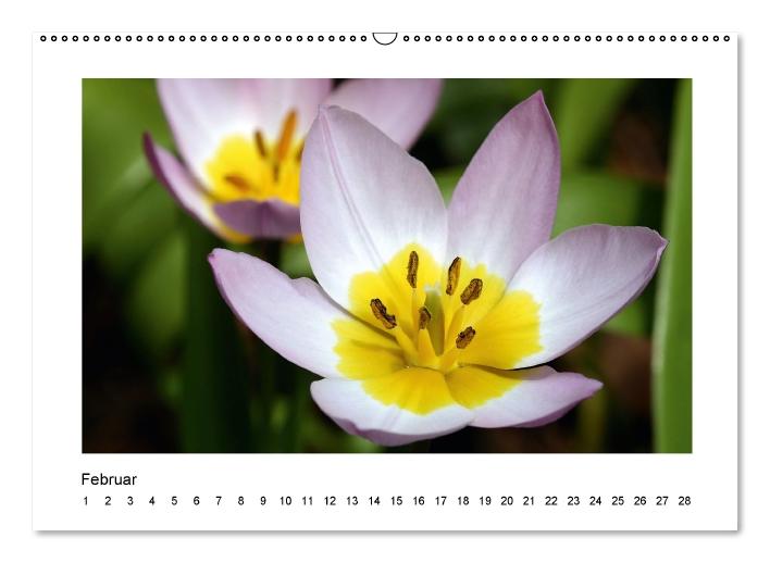 Blütenträume (Wandkalender immerwährend DIN A2 quer) (CALVENDO Wandkalender 2013)