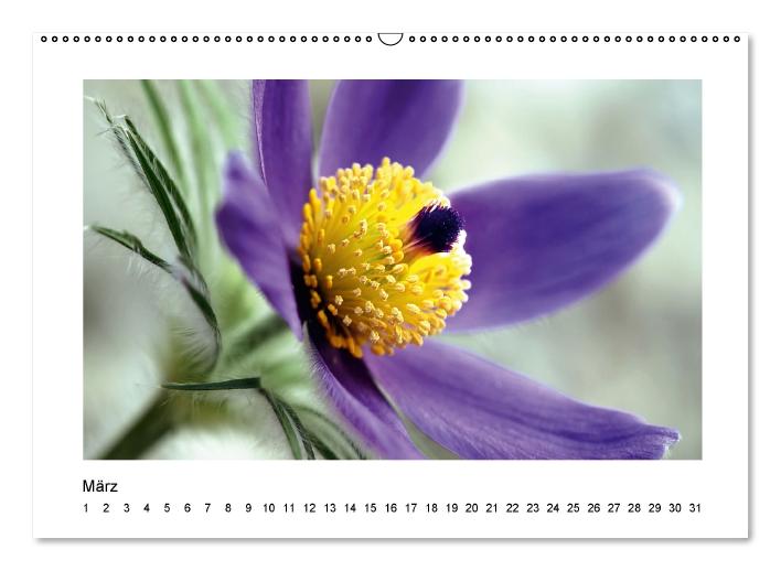 Blütenträume (Wandkalender immerwährend DIN A2 quer) (CALVENDO Wandkalender 2013)