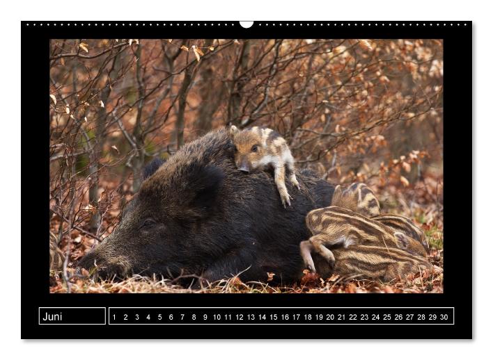 Wildes Sauerland (Wandkalender immerwährend DIN A2 quer) (CALVENDO Wandkalender 2014)