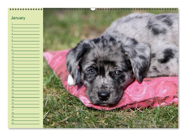 Puppies Birthday Calendar / UK-Version (Wall Calendar perpetual DIN A2 Landscape) (CALVENDO Monthly Calendar 0)