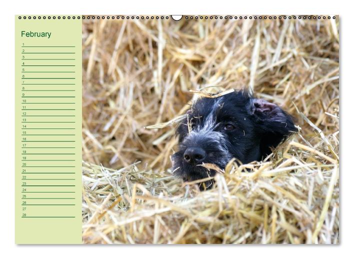 Puppies Birthday Calendar / UK-Version (Wall Calendar perpetual DIN A2 Landscape) (CALVENDO Monthly Calendar 0)