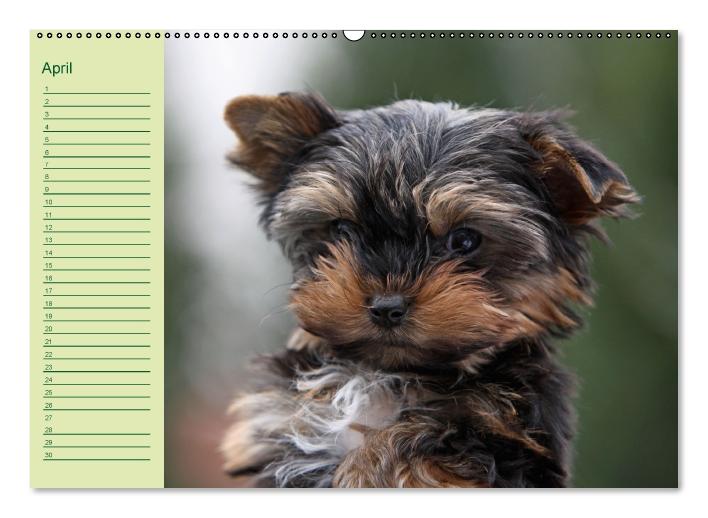 Puppies Birthday Calendar / UK-Version (Wall Calendar perpetual DIN A2 Landscape) (CALVENDO Monthly Calendar 0)