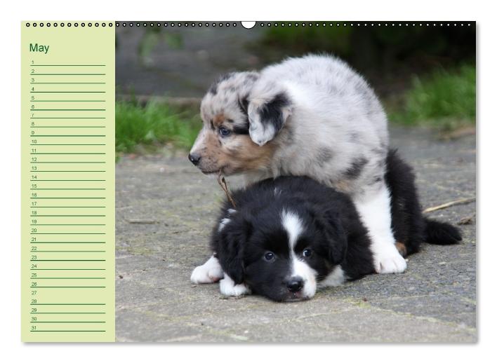 Puppies Birthday Calendar / UK-Version (Wall Calendar perpetual DIN A2 Landscape) (CALVENDO Monthly Calendar 0)