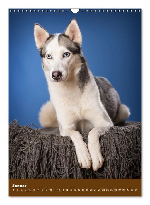 Hundekalender - Nordische Schönheiten (Wandkalender immerwährend DIN A3 hoch) (CALVENDO Wandkalender 0)