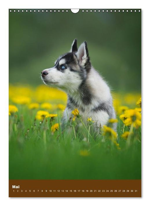 Hundekalender - Nordische Schönheiten (Wandkalender immerwährend DIN A3 hoch) (CALVENDO Wandkalender 0)