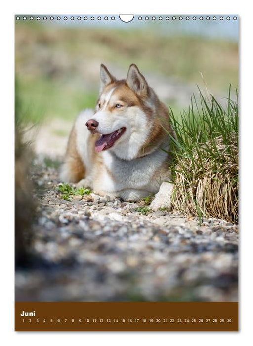 Hundekalender - Nordische Schönheiten (Wandkalender immerwährend DIN A3 hoch) (CALVENDO Wandkalender 0)