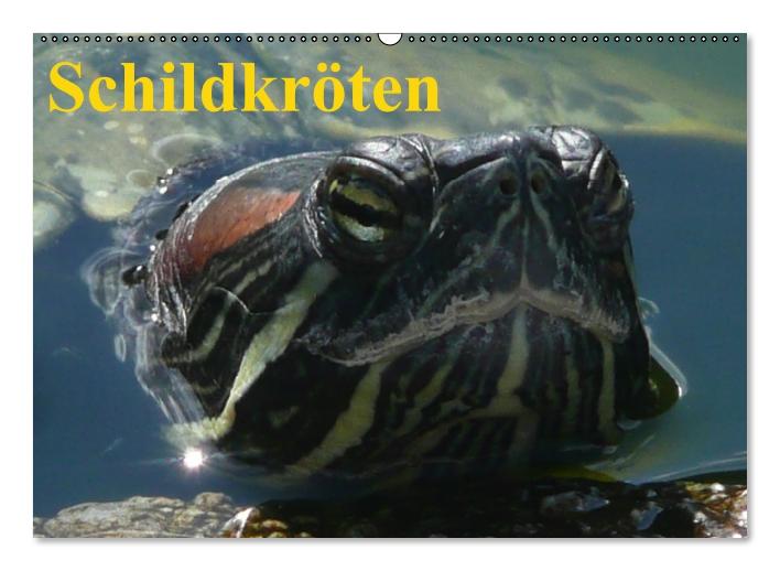 Schildkröten (Wandkalender immerwährend DIN A2 quer) (CALVENDO Wandkalender 2014)