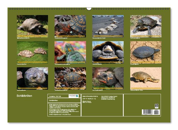 Schildkröten (Wandkalender immerwährend DIN A2 quer) (CALVENDO Wandkalender 2014)