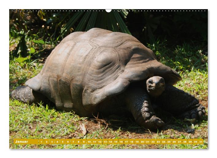 Schildkröten (Wandkalender immerwährend DIN A2 quer) (CALVENDO Wandkalender 2014)