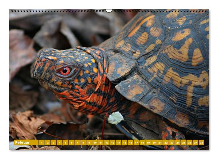 Schildkröten (Wandkalender immerwährend DIN A2 quer) (CALVENDO Wandkalender 2014)