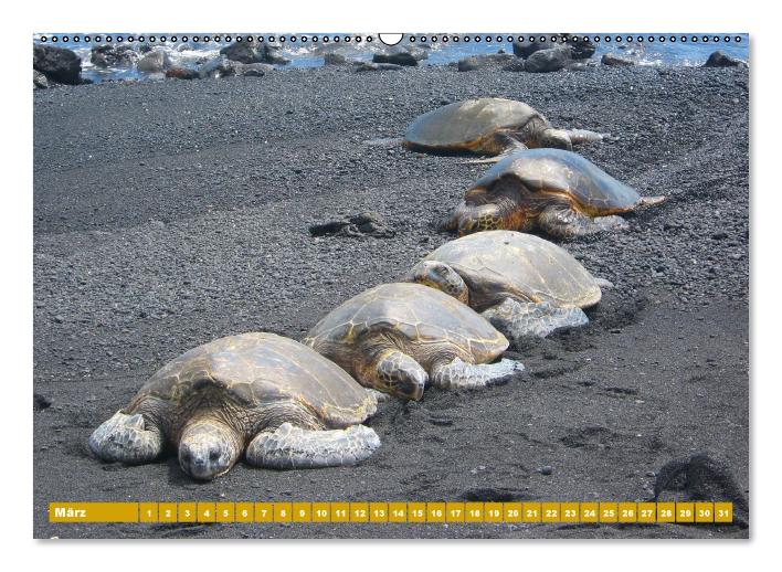 Schildkröten (Wandkalender immerwährend DIN A2 quer) (CALVENDO Wandkalender 2014)