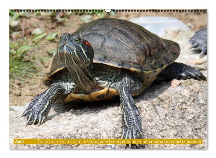 Schildkröten (Wandkalender immerwährend DIN A2 quer) (CALVENDO Wandkalender 2014)