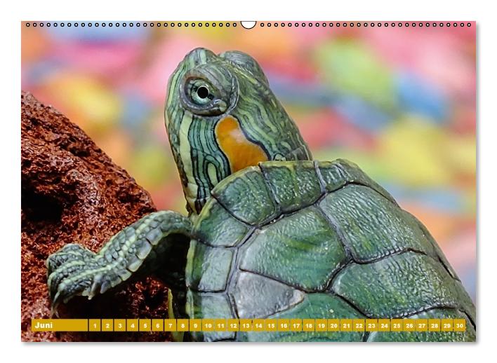 Schildkröten (Wandkalender immerwährend DIN A2 quer) (CALVENDO Wandkalender 2014)