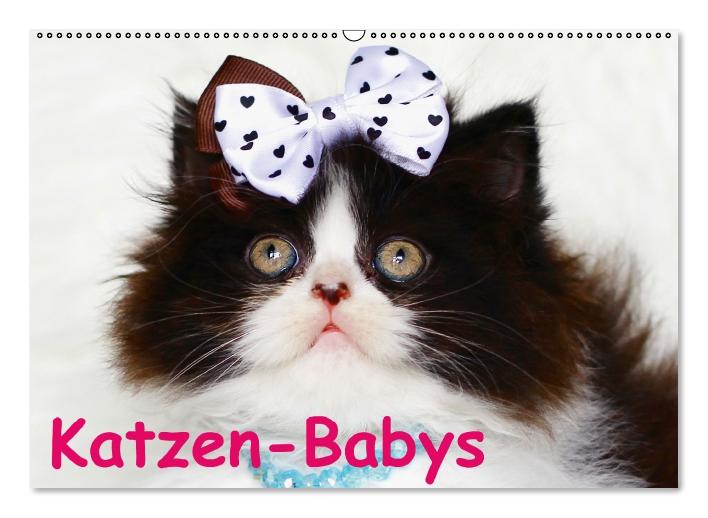 Katzen-Babys (Wandkalender immerwährend DIN A2 quer) (CALVENDO Wandkalender 2014)