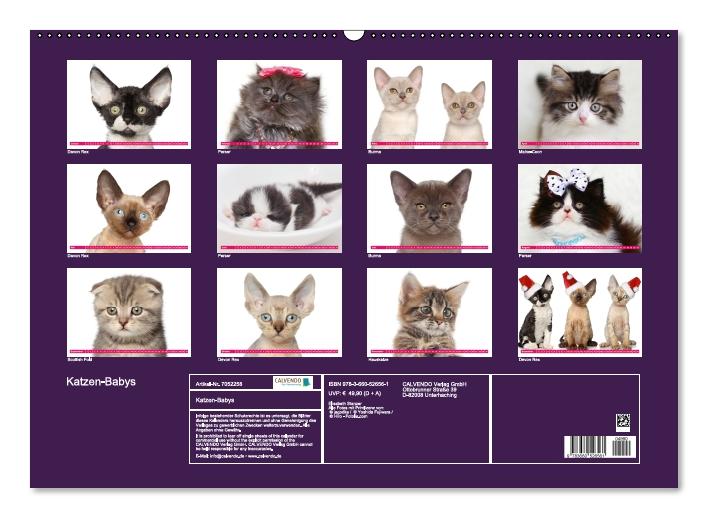 Katzen-Babys (Wandkalender immerwährend DIN A2 quer) (CALVENDO Wandkalender 2014)