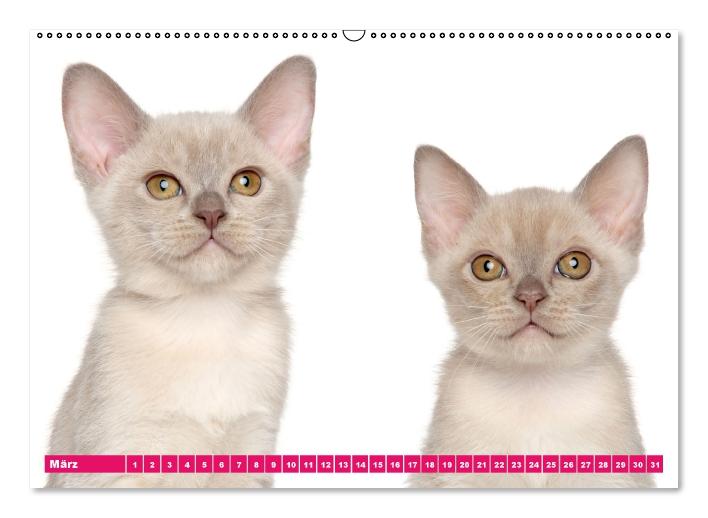 Katzen-Babys (Wandkalender immerwährend DIN A2 quer) (CALVENDO Wandkalender 2014)