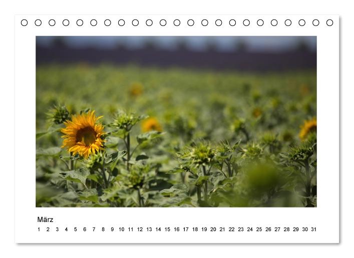 Die Provence zur Lavendelblüte (Tischkalender immerwährend DIN A5 quer) (CALVENDO Wandkalender 2015)