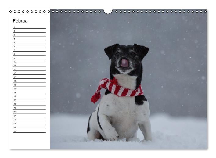 Jack Russell Terrier - Ein Verwandlungskünstler namens Jake / Geburtstagskalender (Wandkalender immerwährend DIN A3 quer) (CALVENDO Wandkalender 2015)