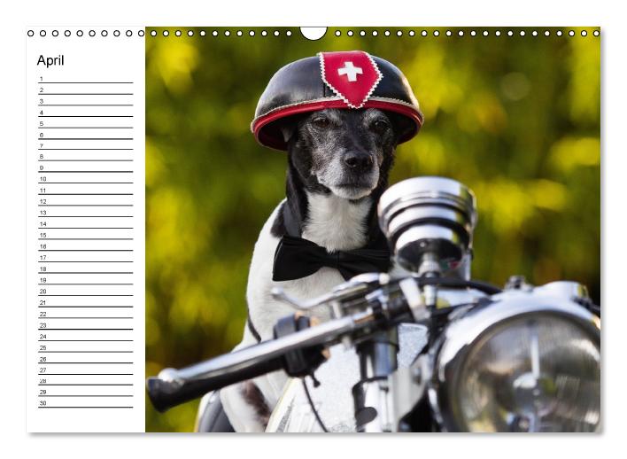 Jack Russell Terrier - Ein Verwandlungskünstler namens Jake / Geburtstagskalender (Wandkalender immerwährend DIN A3 quer) (CALVENDO Wandkalender 2015)