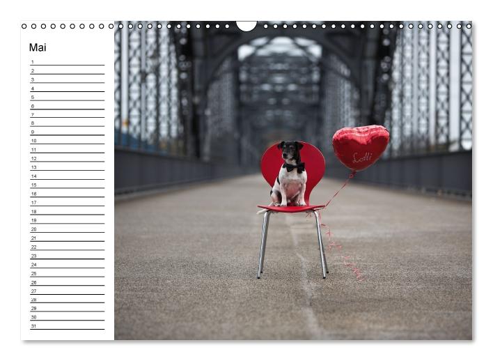 Jack Russell Terrier - Ein Verwandlungskünstler namens Jake / Geburtstagskalender (Wandkalender immerwährend DIN A3 quer) (CALVENDO Wandkalender 2015)