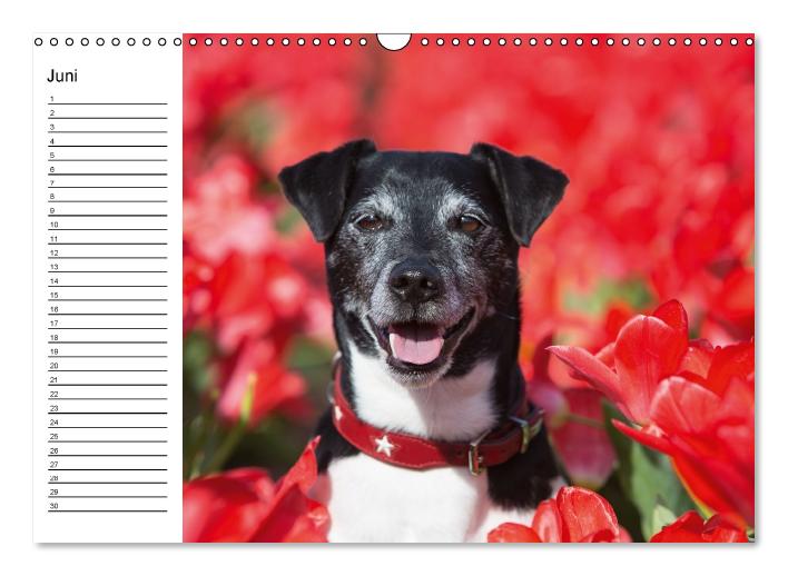 Jack Russell Terrier - Ein Verwandlungskünstler namens Jake / Geburtstagskalender (Wandkalender immerwährend DIN A3 quer) (CALVENDO Wandkalender 2015)