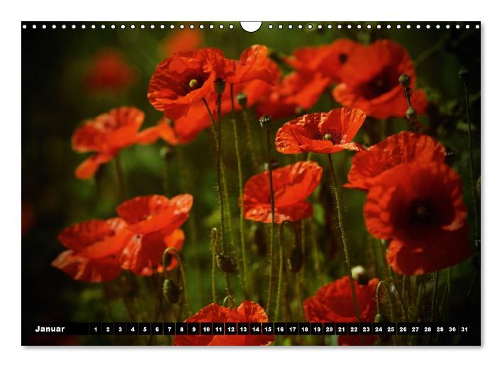 Mohn-Träume auf dem Land (Wandkalender immerwährend DIN A3 quer) (CALVENDO Wandkalender 2015)