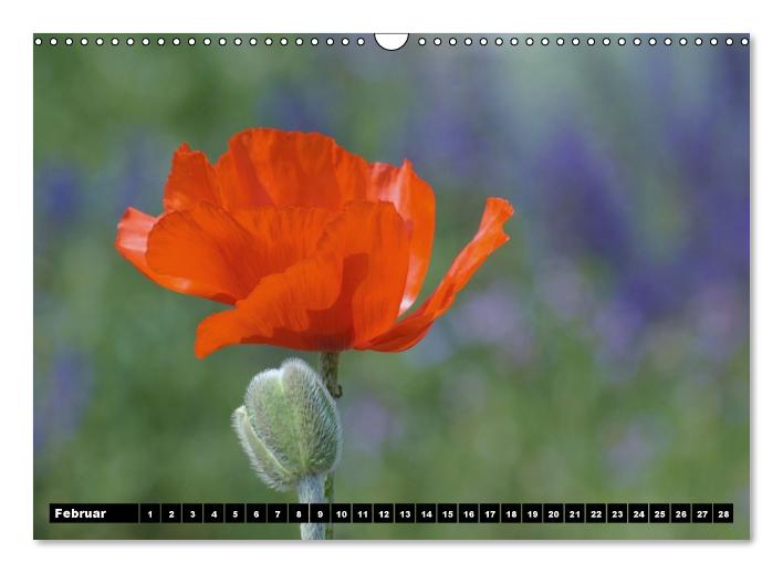 Mohn-Träume auf dem Land (Wandkalender immerwährend DIN A3 quer) (CALVENDO Wandkalender 2015)