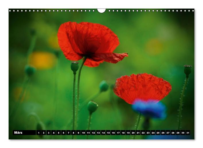 Mohn-Träume auf dem Land (Wandkalender immerwährend DIN A3 quer) (CALVENDO Wandkalender 2015)