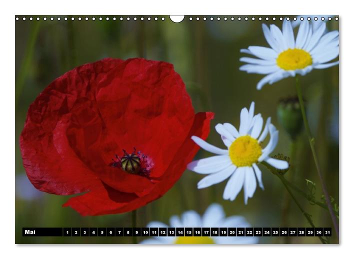 Mohn-Träume auf dem Land (Wandkalender immerwährend DIN A3 quer) (CALVENDO Wandkalender 2015)