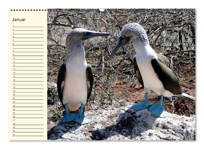 Galápagos Geburtstagskalender (Wandkalender immerwährend DIN A2 quer) (CALVENDO Wandkalender 2015)