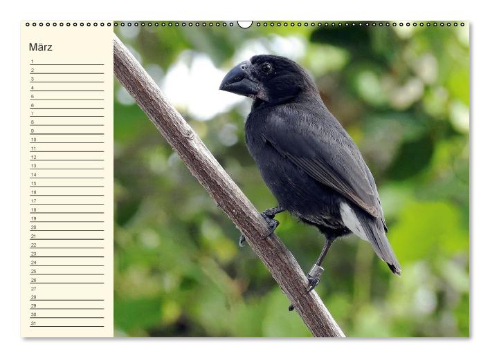 Galápagos Geburtstagskalender (Wandkalender immerwährend DIN A2 quer) (CALVENDO Wandkalender 2015)