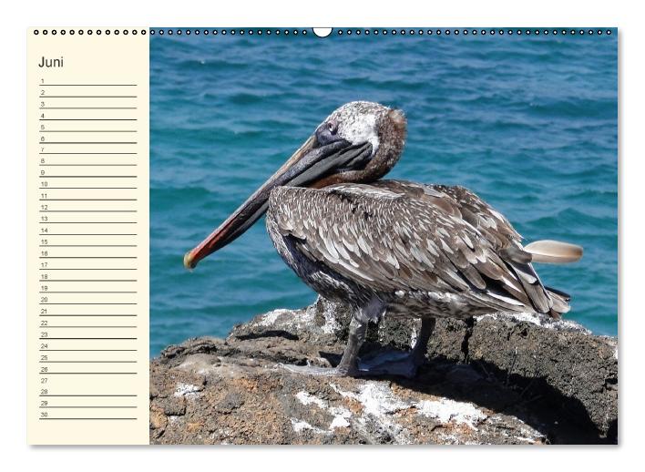 Galápagos Geburtstagskalender (Wandkalender immerwährend DIN A2 quer) (CALVENDO Wandkalender 2015)