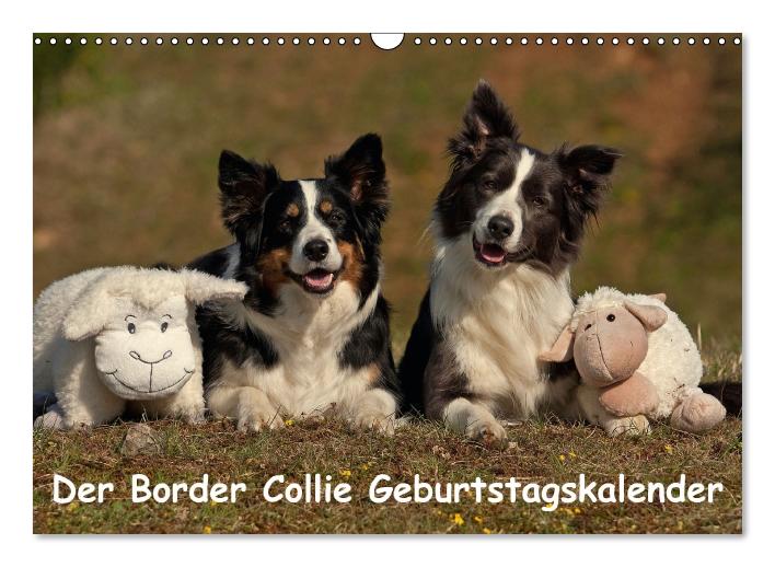 Der Border Collie Geburtstagskalender (Wandkalender immerwährend DIN A3 quer) (CALVENDO Wandkalender 2014)