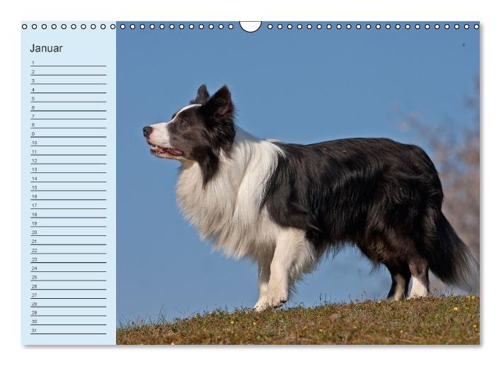 Der Border Collie Geburtstagskalender (Wandkalender immerwährend DIN A3 quer) (CALVENDO Wandkalender 2014)