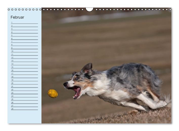 Der Border Collie Geburtstagskalender (Wandkalender immerwährend DIN A3 quer) (CALVENDO Wandkalender 2014)