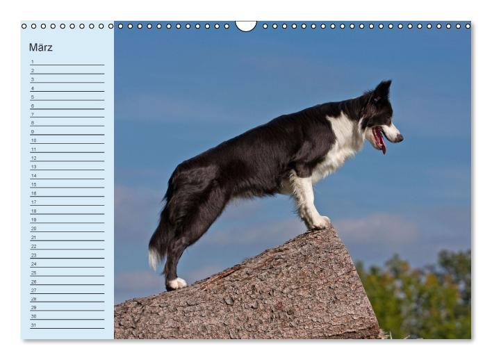 Der Border Collie Geburtstagskalender (Wandkalender immerwährend DIN A3 quer) (CALVENDO Wandkalender 2014)