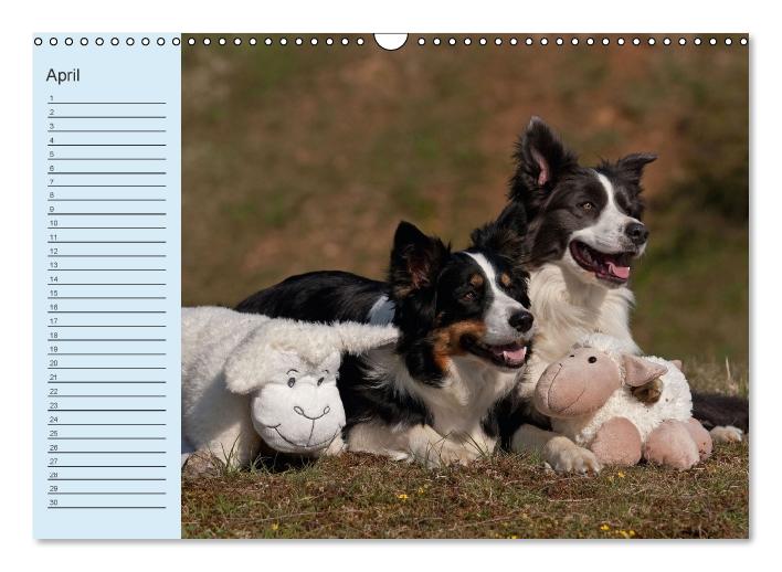 Der Border Collie Geburtstagskalender (Wandkalender immerwährend DIN A3 quer) (CALVENDO Wandkalender 2014)