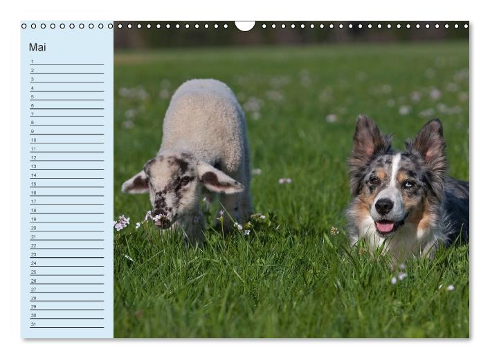 Der Border Collie Geburtstagskalender (Wandkalender immerwährend DIN A3 quer) (CALVENDO Wandkalender 2014)