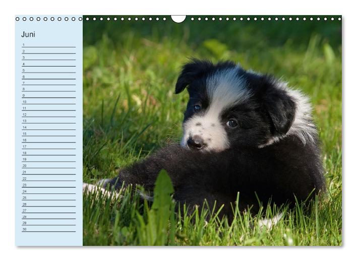 Der Border Collie Geburtstagskalender (Wandkalender immerwährend DIN A3 quer) (CALVENDO Wandkalender 2014)