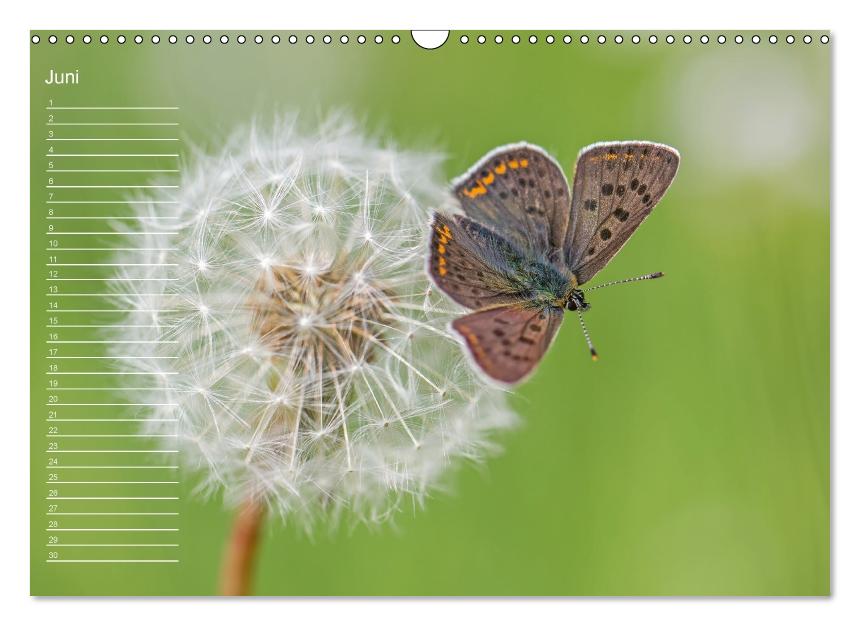 Nah ... Näher ... MAKRO (Wandkalender immerwährend DIN A3 quer) (CALVENDO Wandkalender 2015)