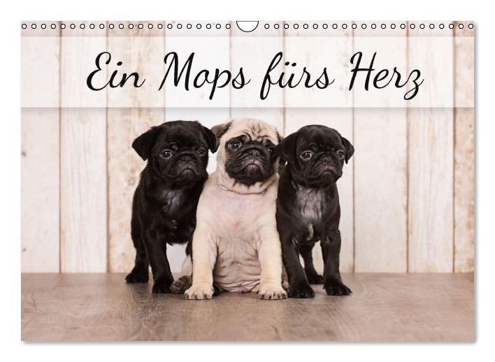 Ein Mops fürs Herz (Wandkalender immerwährend DIN A3 quer) (CALVENDO Wandkalender 2015)