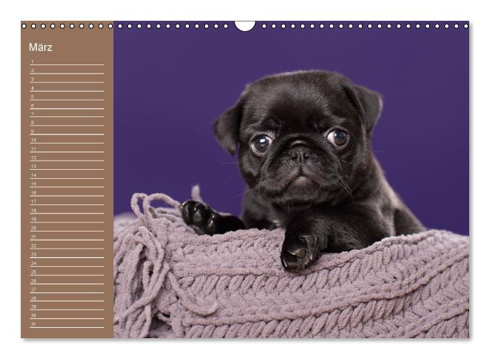 Ein Mops fürs Herz (Wandkalender immerwährend DIN A3 quer) (CALVENDO Wandkalender 2015)