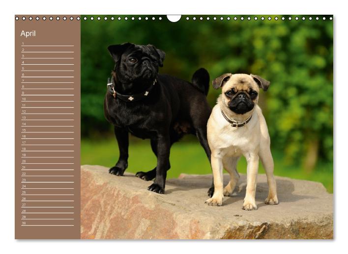 Ein Mops fürs Herz (Wandkalender immerwährend DIN A3 quer) (CALVENDO Wandkalender 2015)