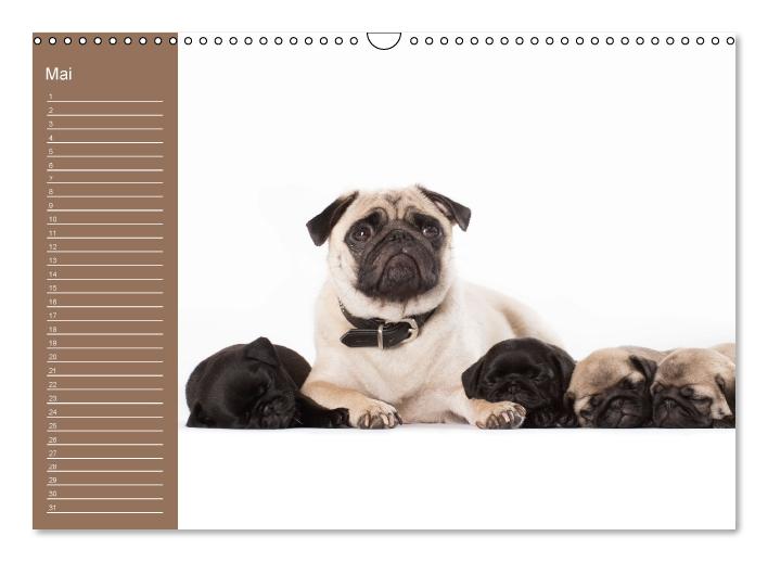 Ein Mops fürs Herz (Wandkalender immerwährend DIN A3 quer) (CALVENDO Wandkalender 2015)