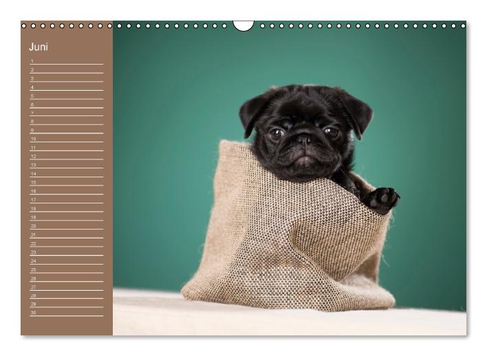 Ein Mops fürs Herz (Wandkalender immerwährend DIN A3 quer) (CALVENDO Wandkalender 2015)