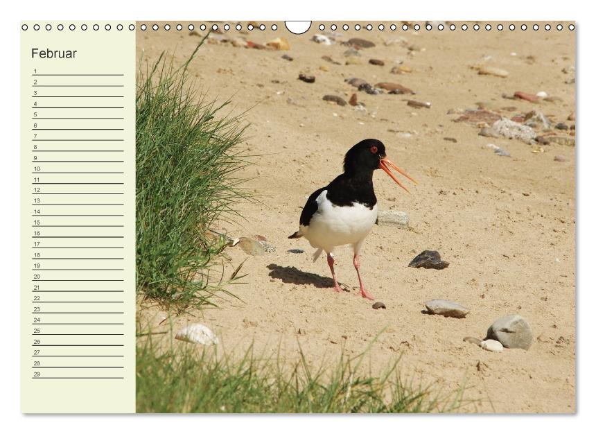 Amrum Geburtstagsmerker (Wandkalender immerwährend DIN A3 quer) (CALVENDO Wandkalender 2016)